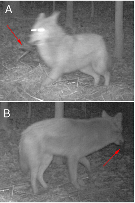 UA-002-64防水型温度光照记录仪在野生动物探访堆肥试验中的应用