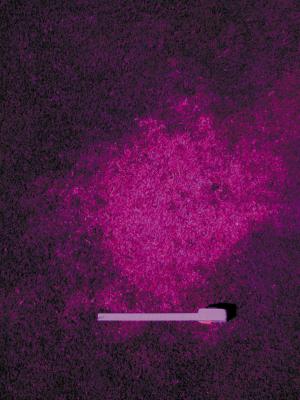 NASA草皮胁迫检测镜片 NASA草皮胁迫检测镜片