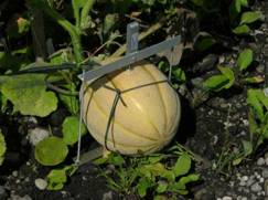 DF果实生长变化记录仪 DF果实生长变化记录仪