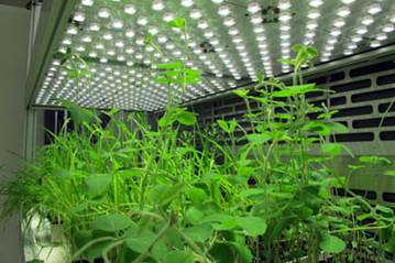 FytoScope FS-WI定制型植物生长室 FytoScope FS-WI定制型植物生长室