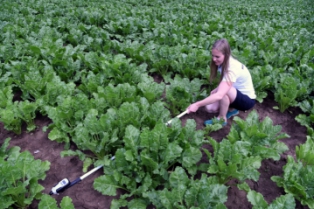 LaiPen LP100叶面积指数测量仪 LaiPen LP100叶面积指数测量仪