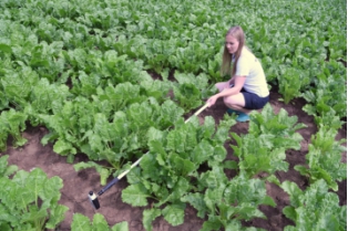 LaiPen LP100叶面积指数测量仪 LaiPen LP100叶面积指数测量仪