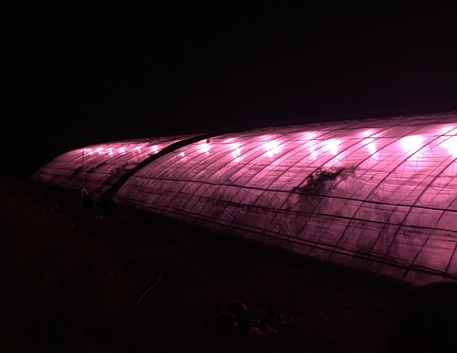 植物生理生态监测系统及自动气象站助力枣树培育 植物生理生态监测系统及自动气象站助力枣树培育