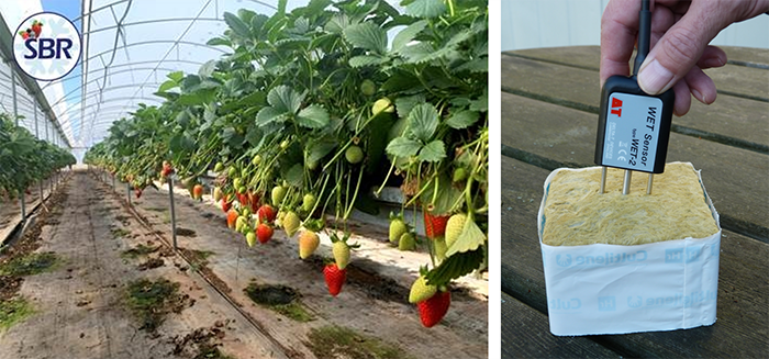 WET-2土壤水分温度电导率速测仪优化浆果生长条件、产量和质量 WET-2土壤水分温度电导率速测仪优化浆果生长条件、产量和质量