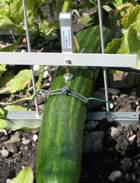 植物生长变化测量仪 植物生长变化测量仪