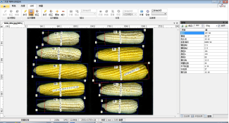 SC-G型自动考种及千粒重分析仪(含玉米果穗考种) SC-G型自动考种及千粒重分析仪(含玉米果穗考种)
