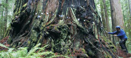 PiCUS-3树木断层检测仪 PiCUS-3树木断层检测仪